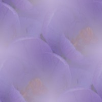 fleur001 (4K)