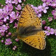 papillon01 (24K)