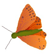 papillon (7K)