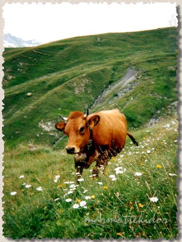 vache01