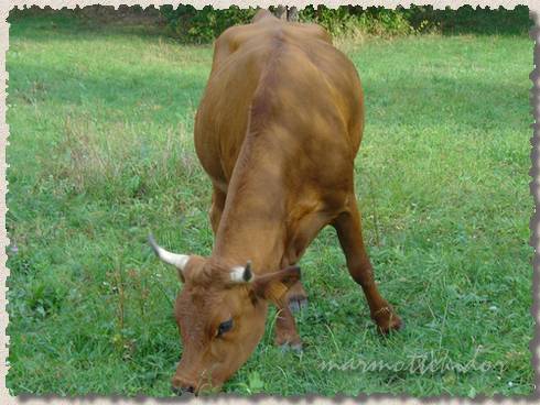 vache02