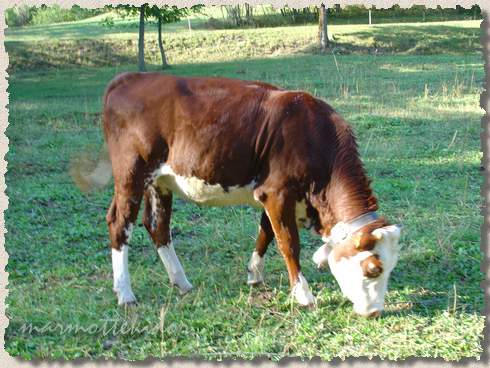 vache03