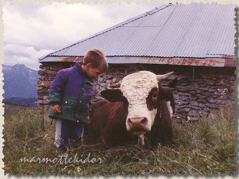 vache04