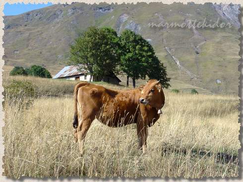 vache05