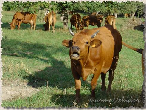 vache06