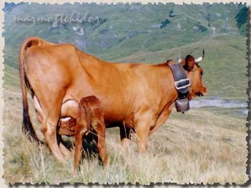 vache07