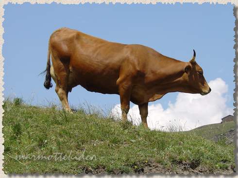 vache08