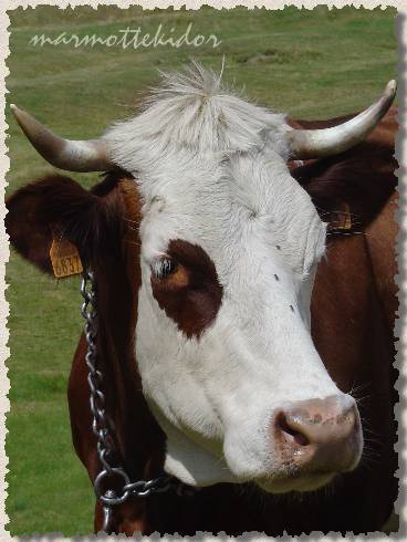 vache09