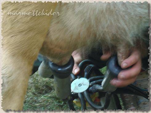 vache10