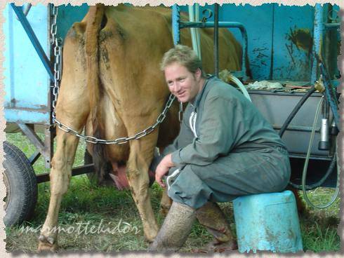vache12