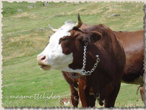 vache13